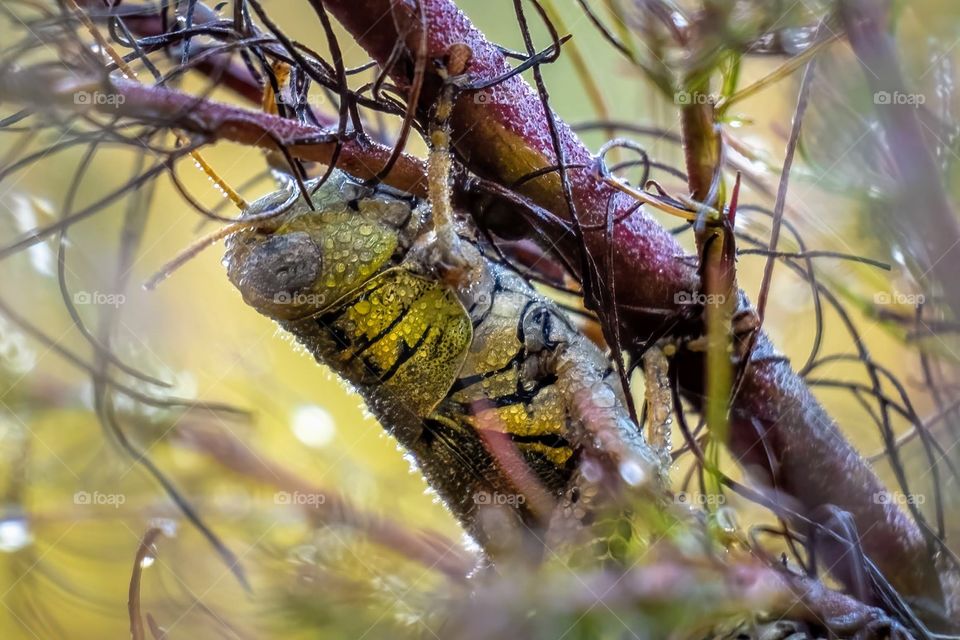 As we wake up under our fluffy snugly blankets in our plush warm beds, the rest of the Mother Nature’s babies have a different notion of getting beauty sleep. Differential Grasshopper. Raleigh, North Carolina. 