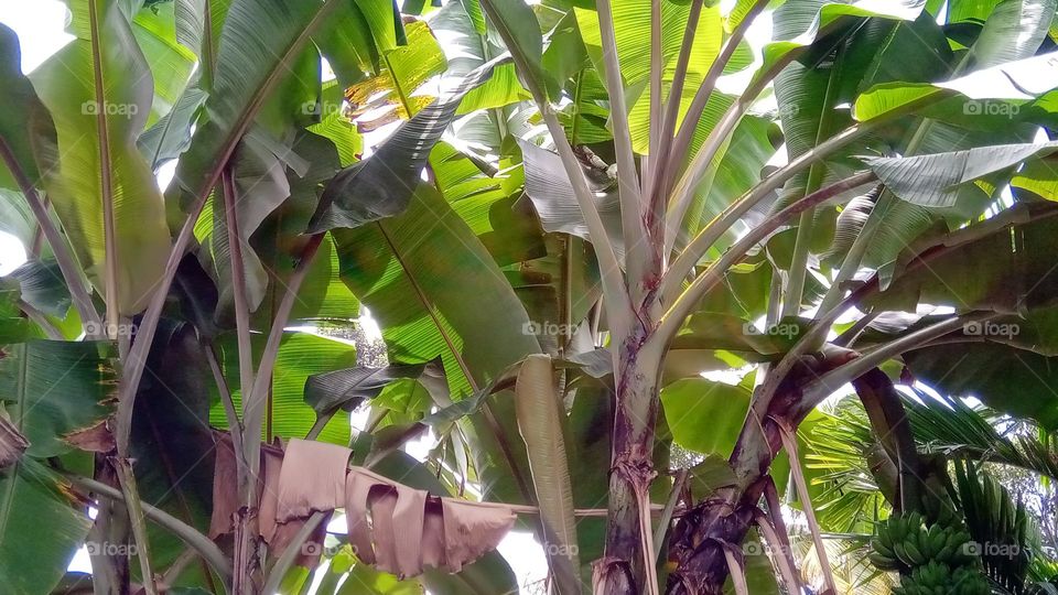 banana tree