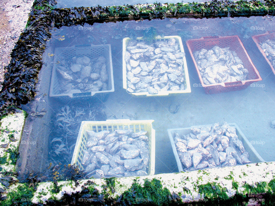 Oyster beds