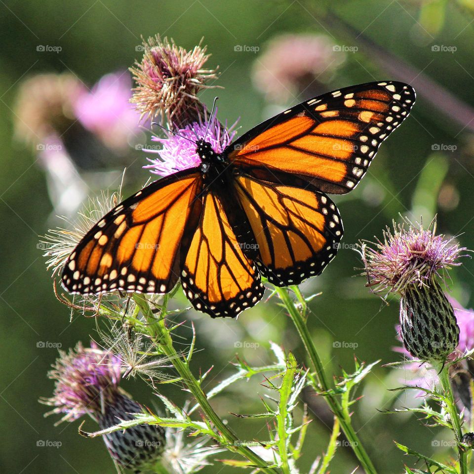 Monarch Butterfly resting on Wild Thistle on a beautiful September Day.