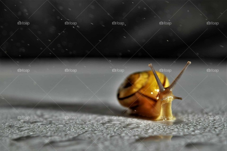 Garden snail enjoying falling waterdrops