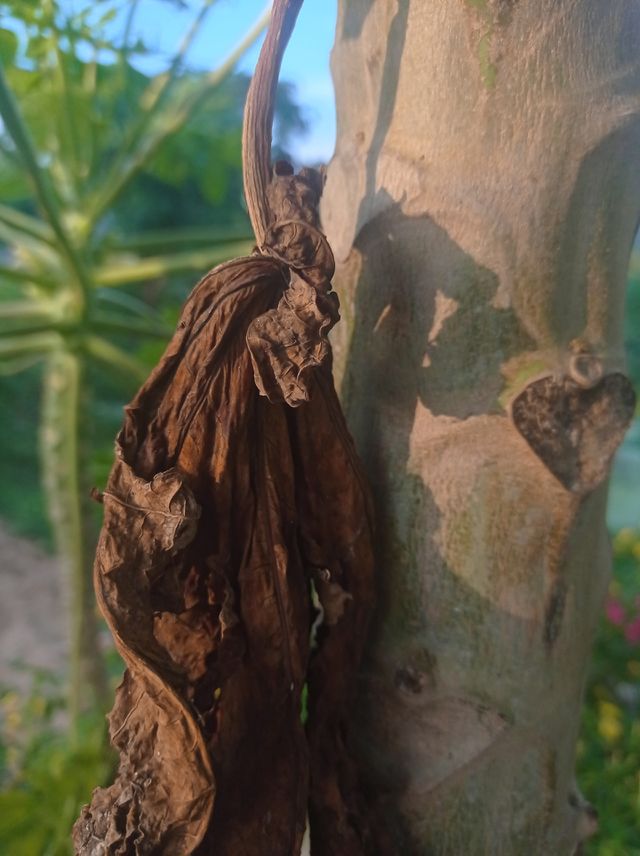 a dry leaf