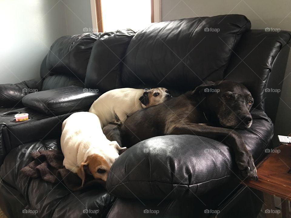 Dog pile
