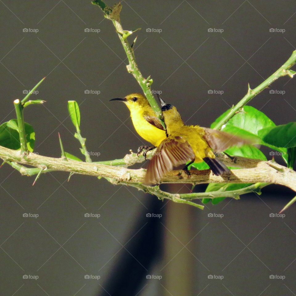 Sunbird mating dance. Yellow-breasted sunbirds' mating dance