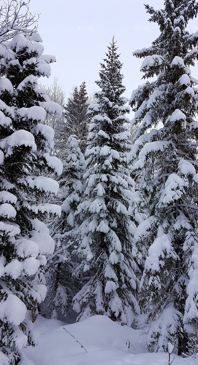 Snowy trees in forest