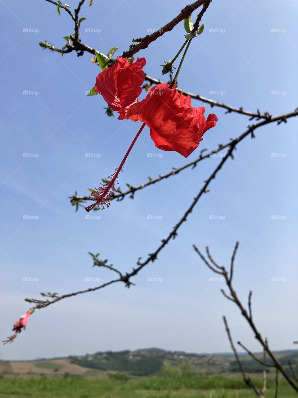 🌹 🇺🇸 Very beautiful flowers to brighten our day.  Live nature and its beauty. Did you like the delicate petals? / 🇧🇷 Flores muito bonitas para alegrar nosso dia. Viva a natureza e sua beleza. Gostaram das pétalas delicadas? 
