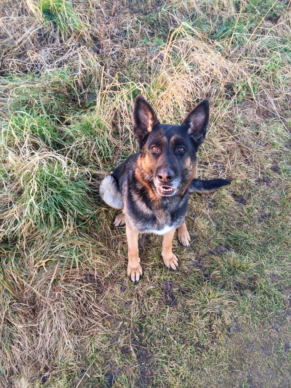 German shepherd dog sitting outside on green and yellow grass looking in to the camera.