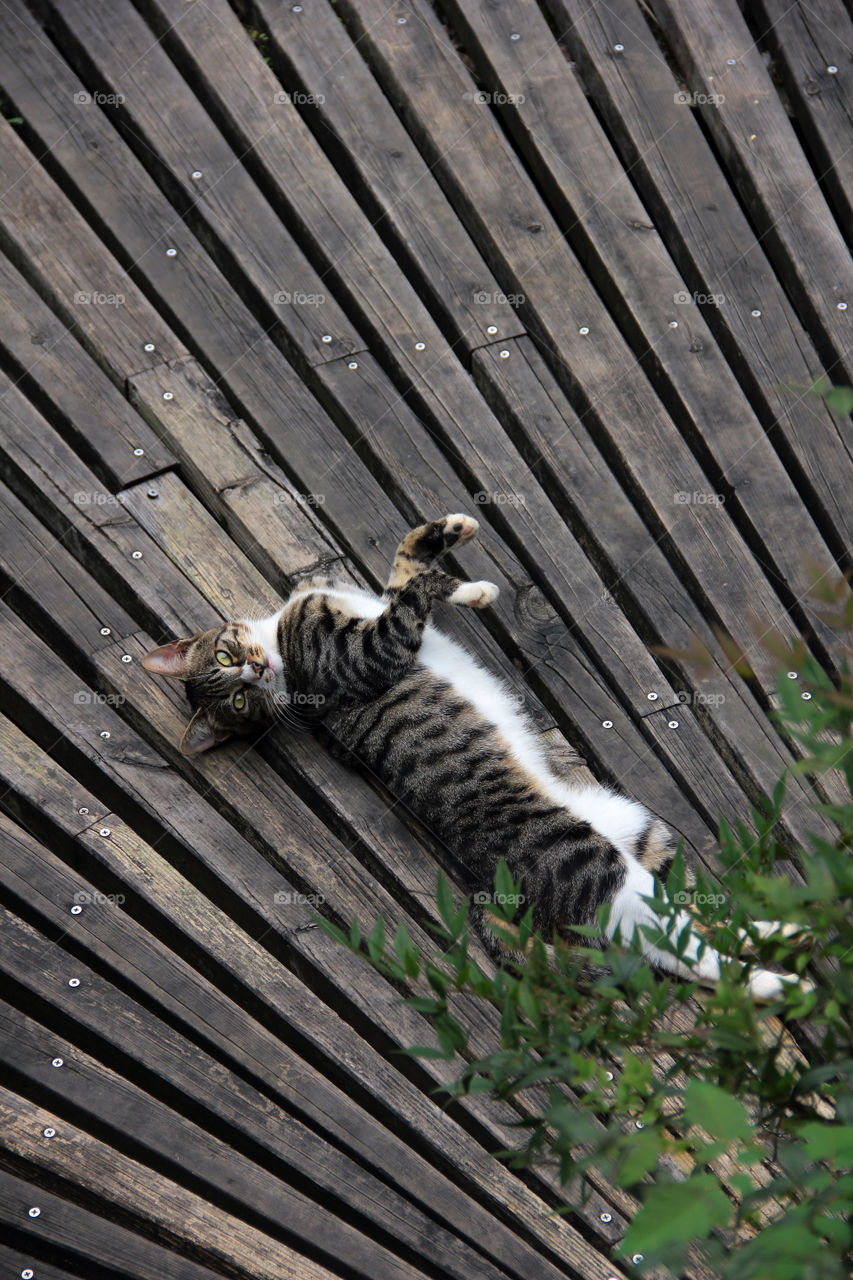 cat on a boardwalk. this cat was casually laying on a boardwalk in shanghai china.