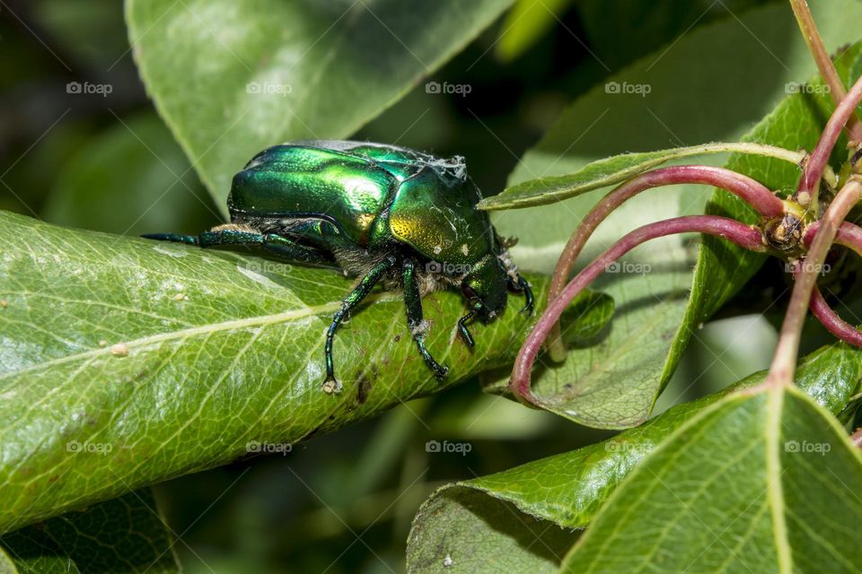 Green beetle (Cetonia aurata).