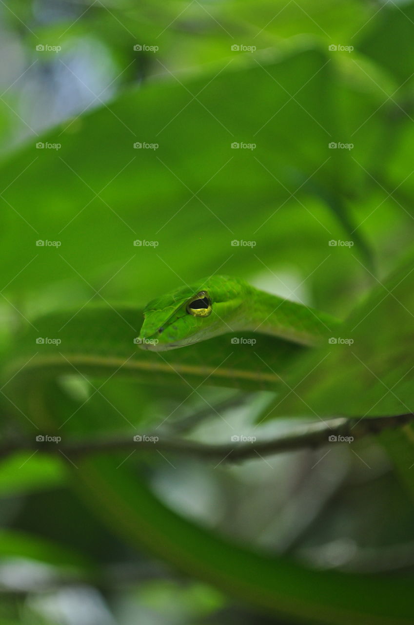 Ahaetulla nasuta (green vine snake) hides in a tree to catch prey.