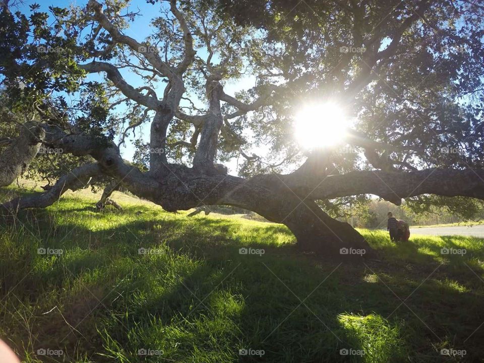 sunlight through oak tree. sunlight shinning through oak tree on green grass joy happy hopeful