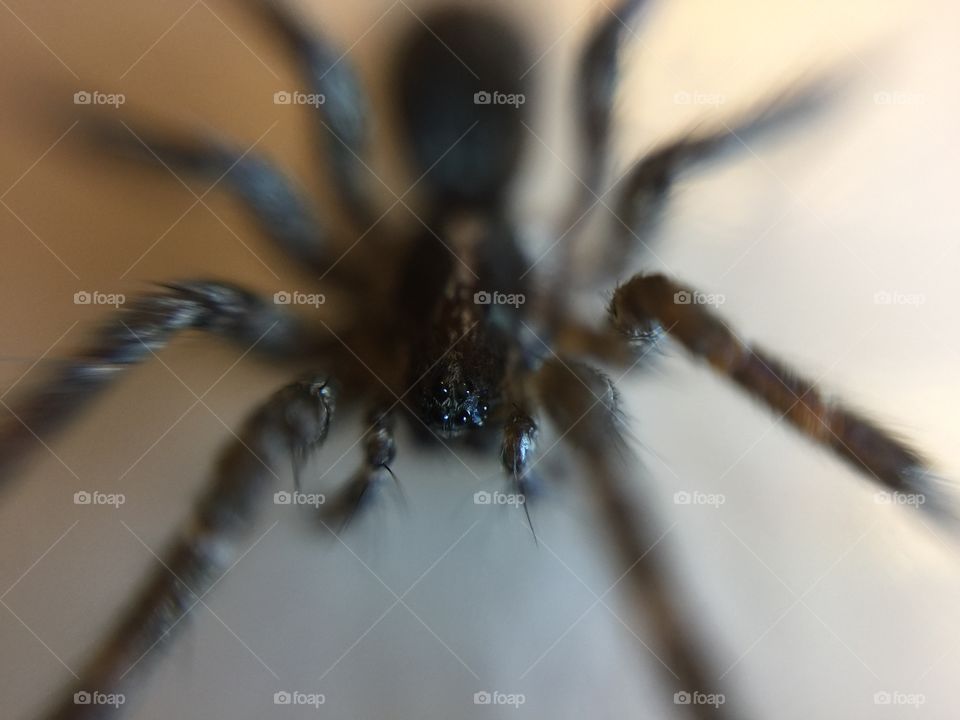 Macro spider