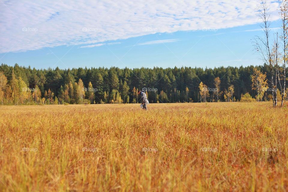 harvesting cranberries in the swamp