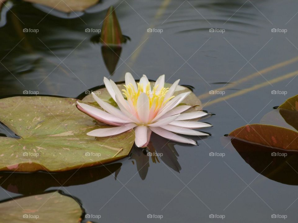 Flower just floating on a pond
