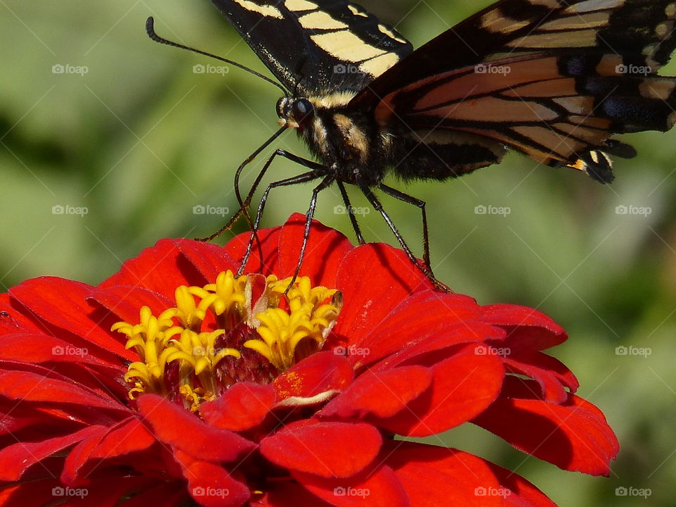 Butterfly sipping nectar 