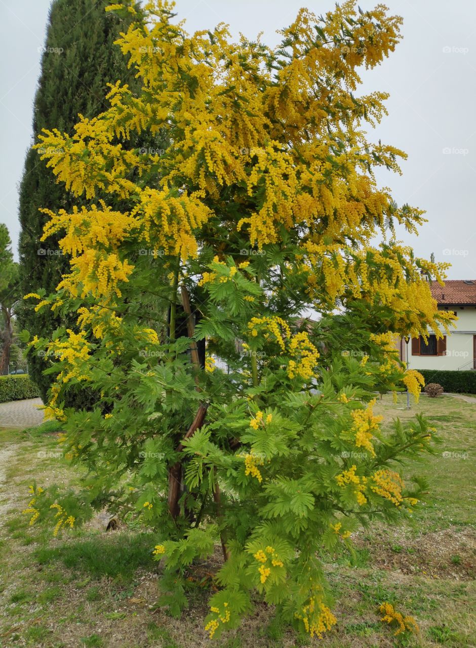 Mimosa