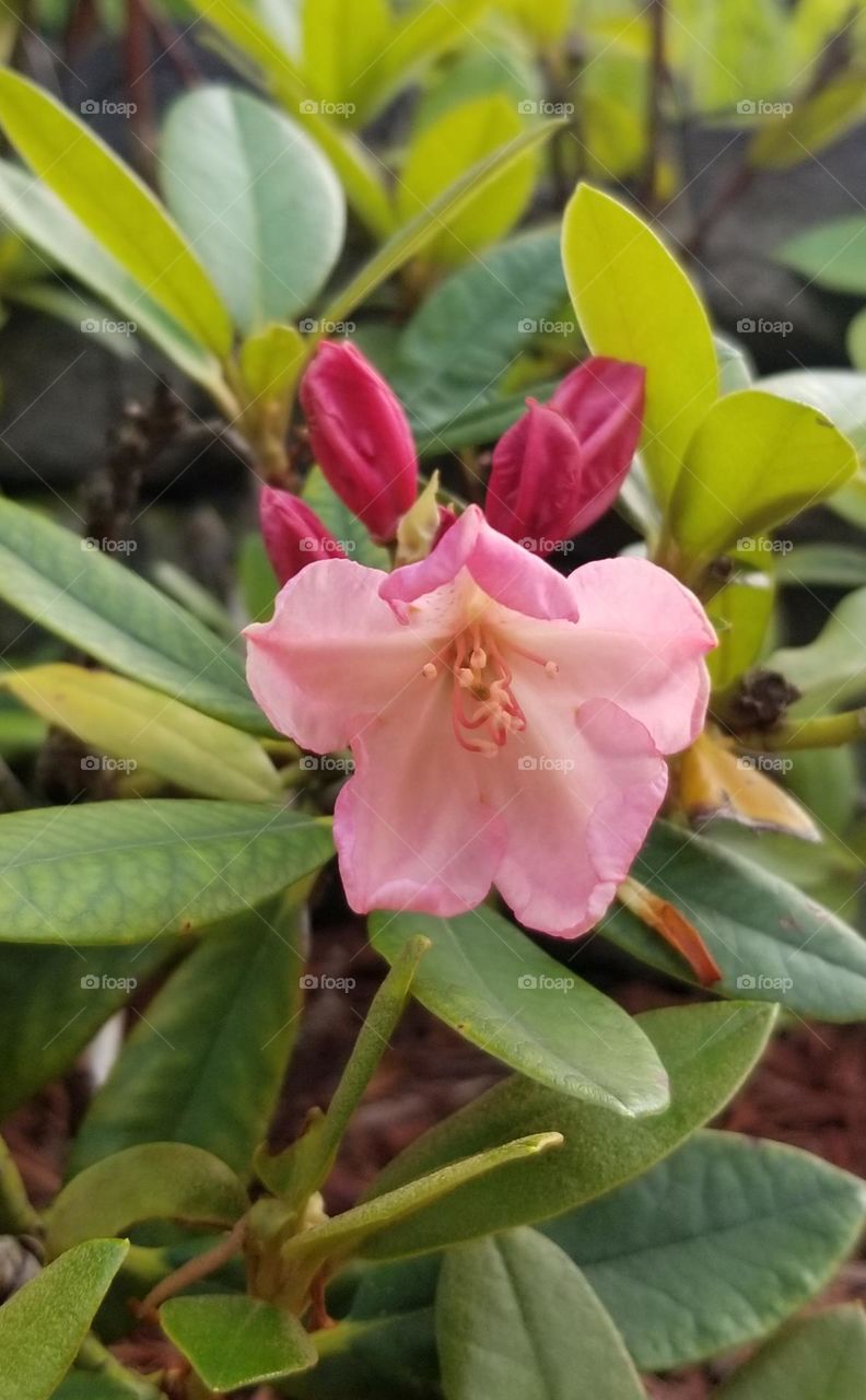 Beautiful Pink Blossom