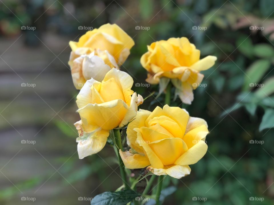 Yellow roses 