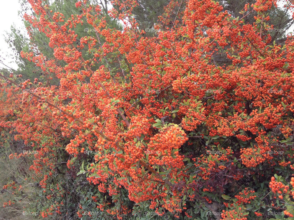 give me the name of this why that colour egalyeres south of france by swisstraveler