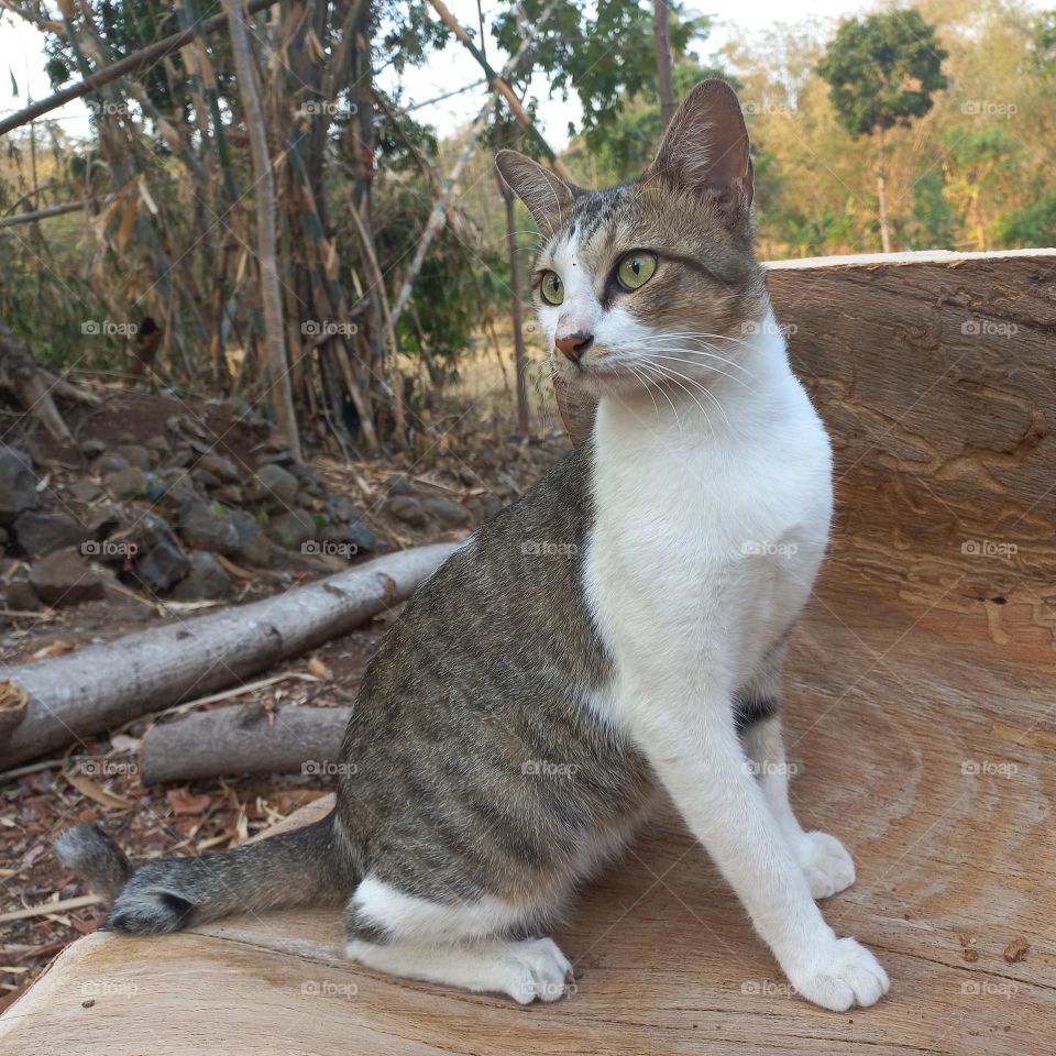 Beautiful cat sitting on a piece of wood