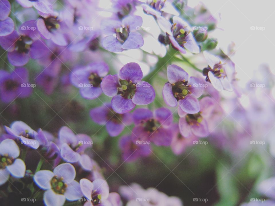 Bundle of purple flowers