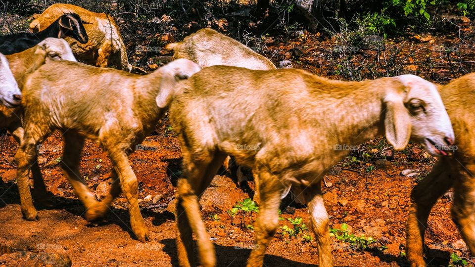 group of goats 