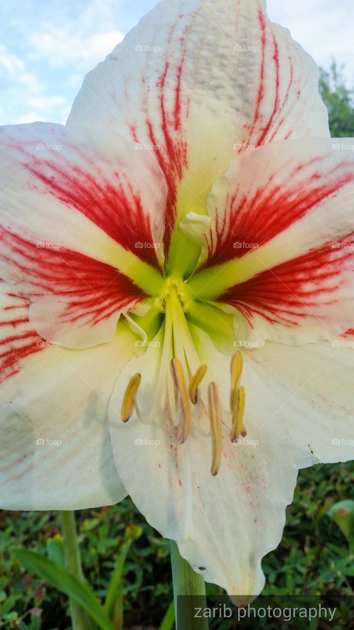 lily's in bloom