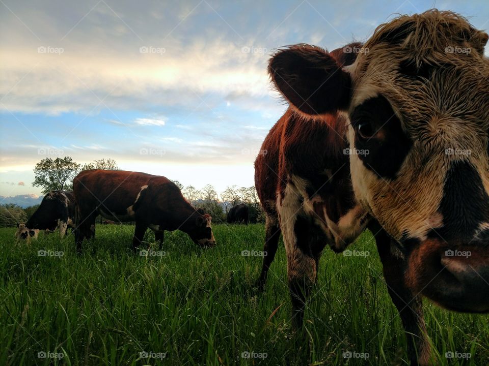 Cow, Cattle, Mammal, Agriculture, Livestock