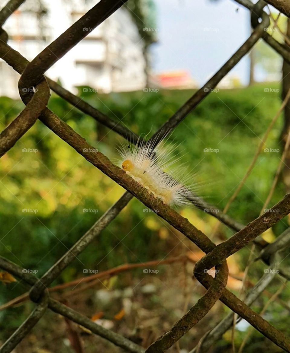 Close-up of a caterpillar