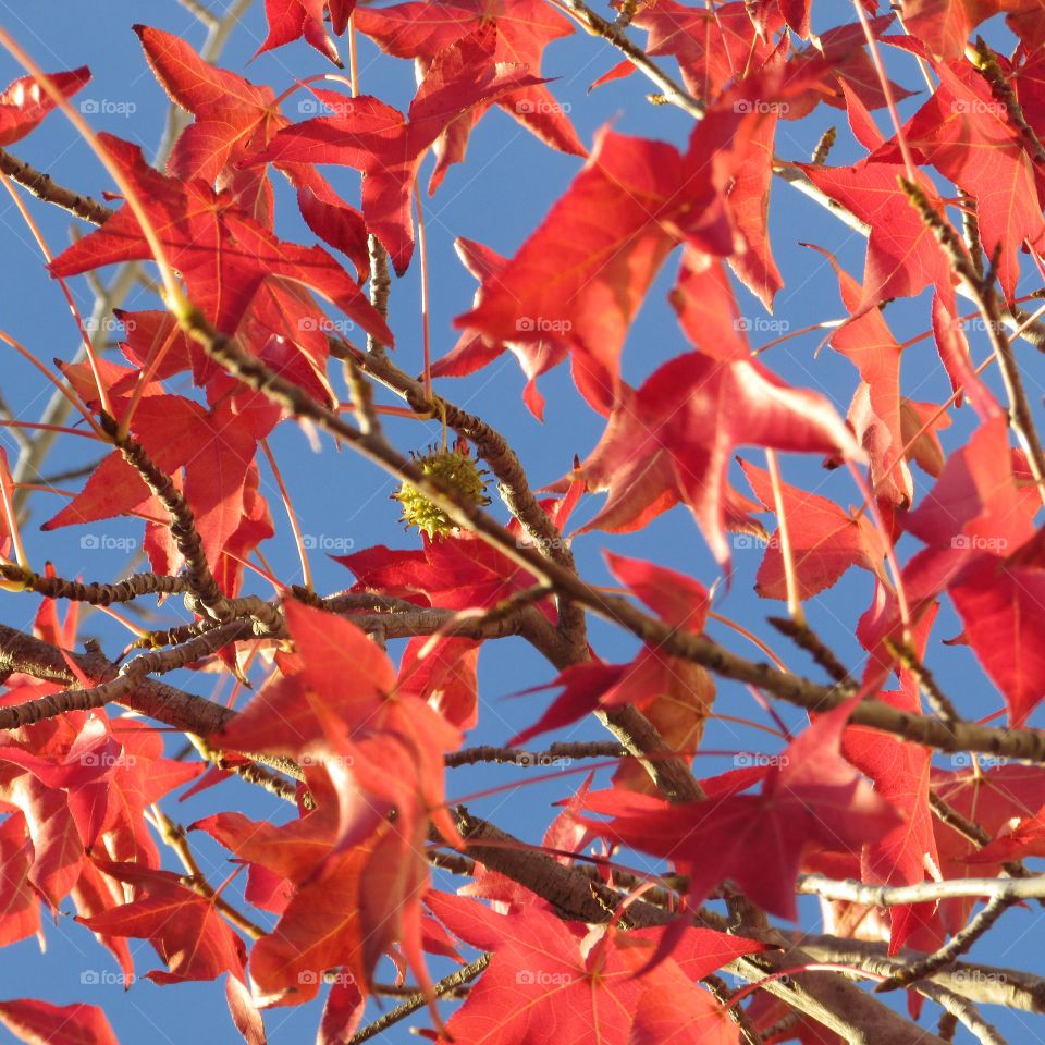 red tree leaves
