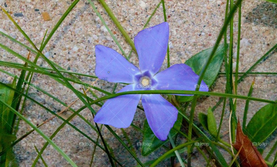 Lone Purple flower