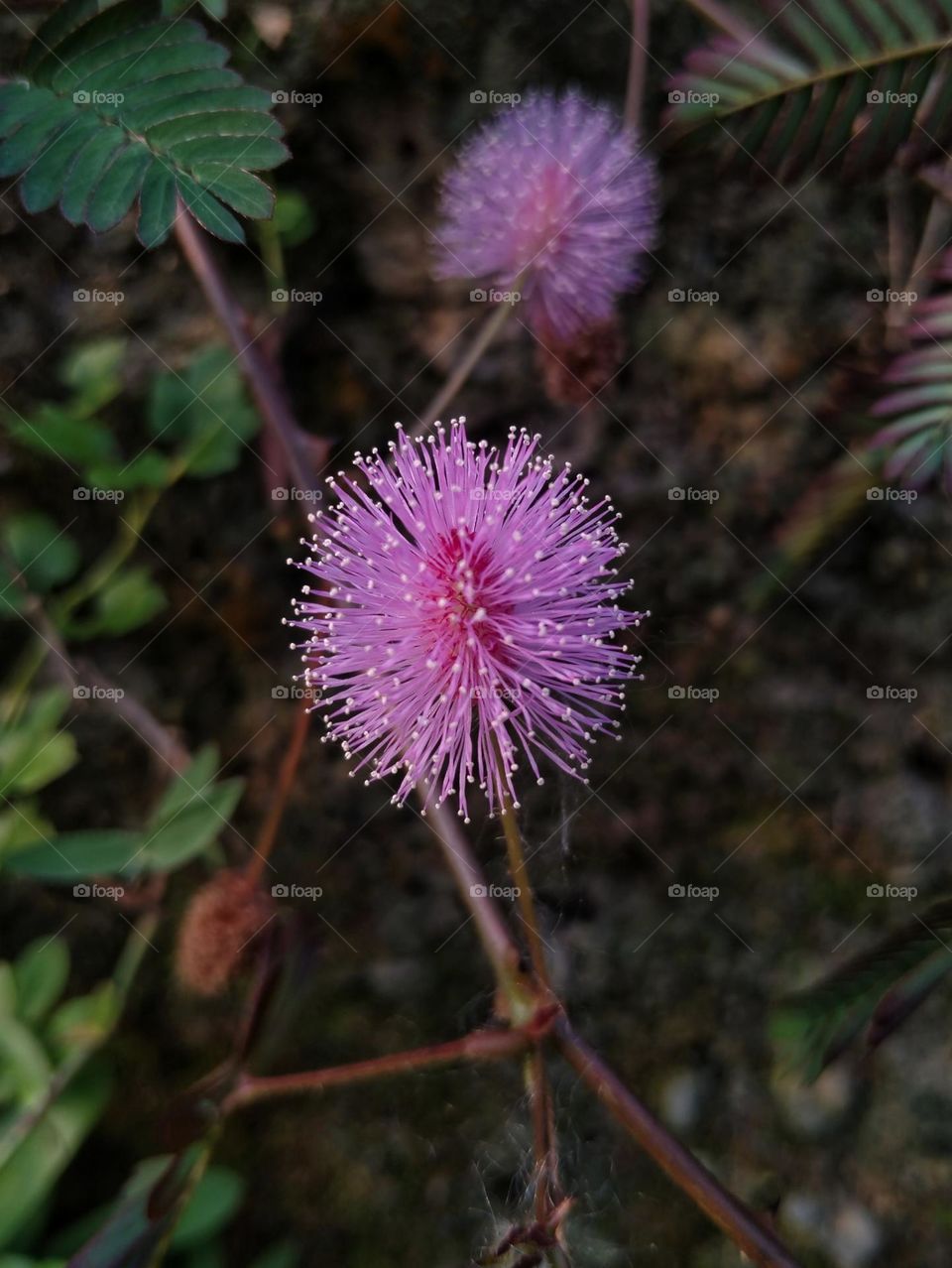 Mimosa.