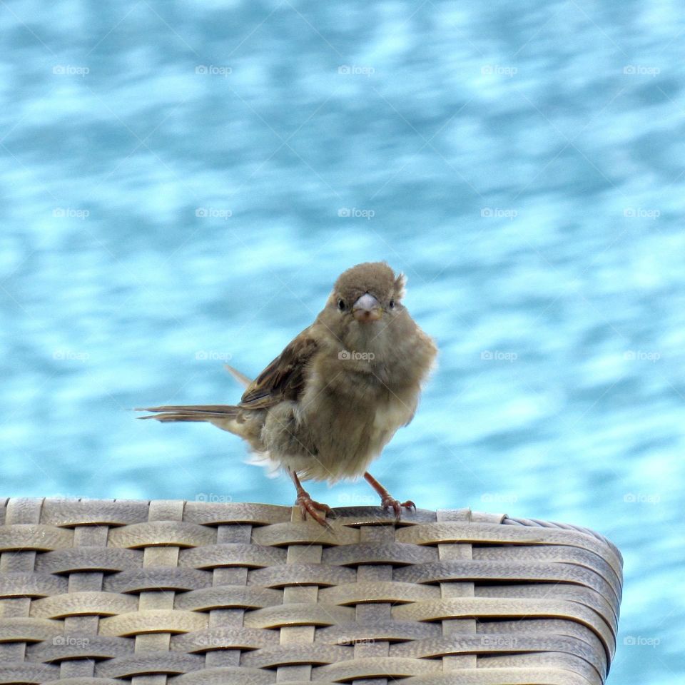 Small bird perched on a chair by the pool