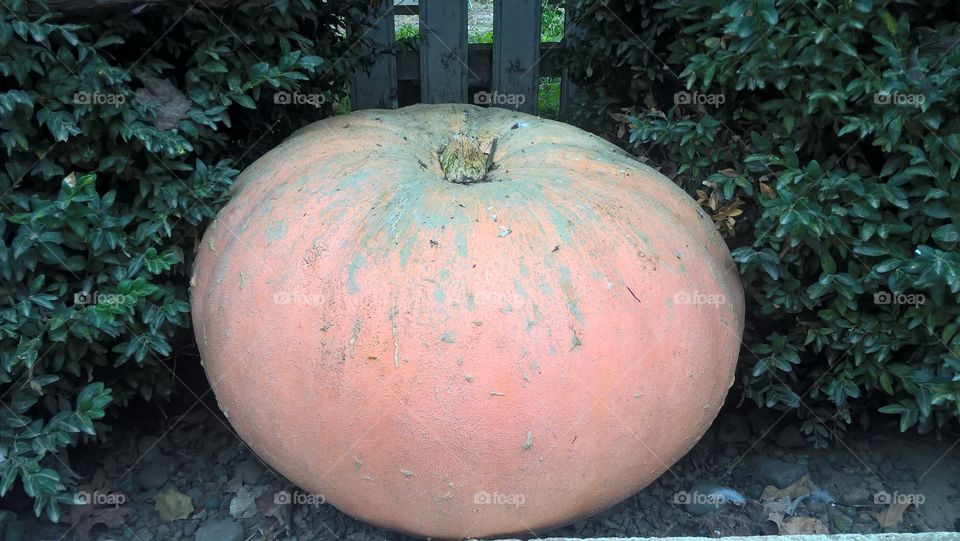 pumpkin