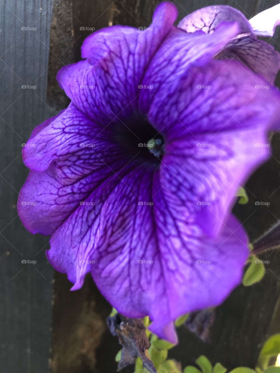 Purple petunia