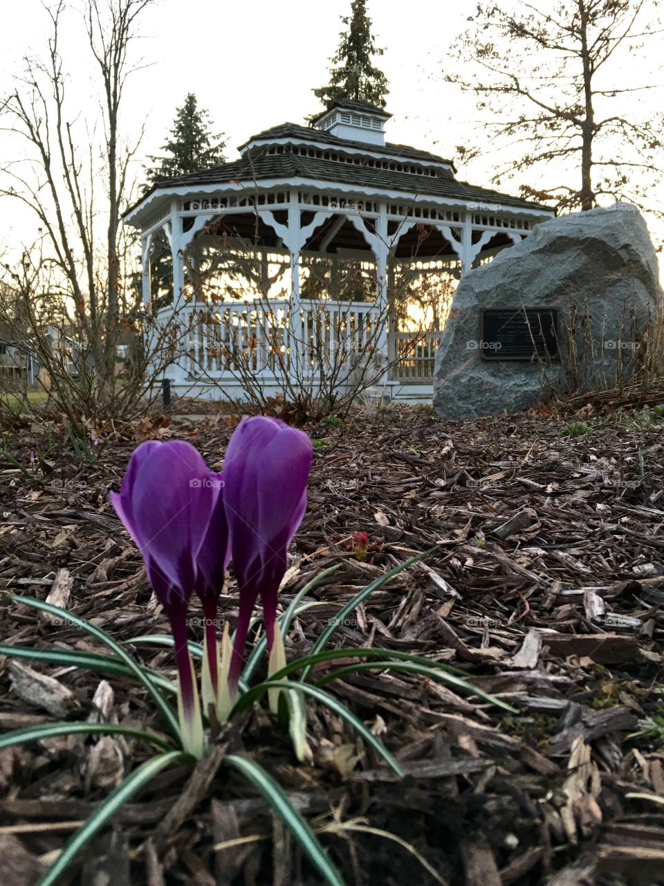 Purple flower under gazebo