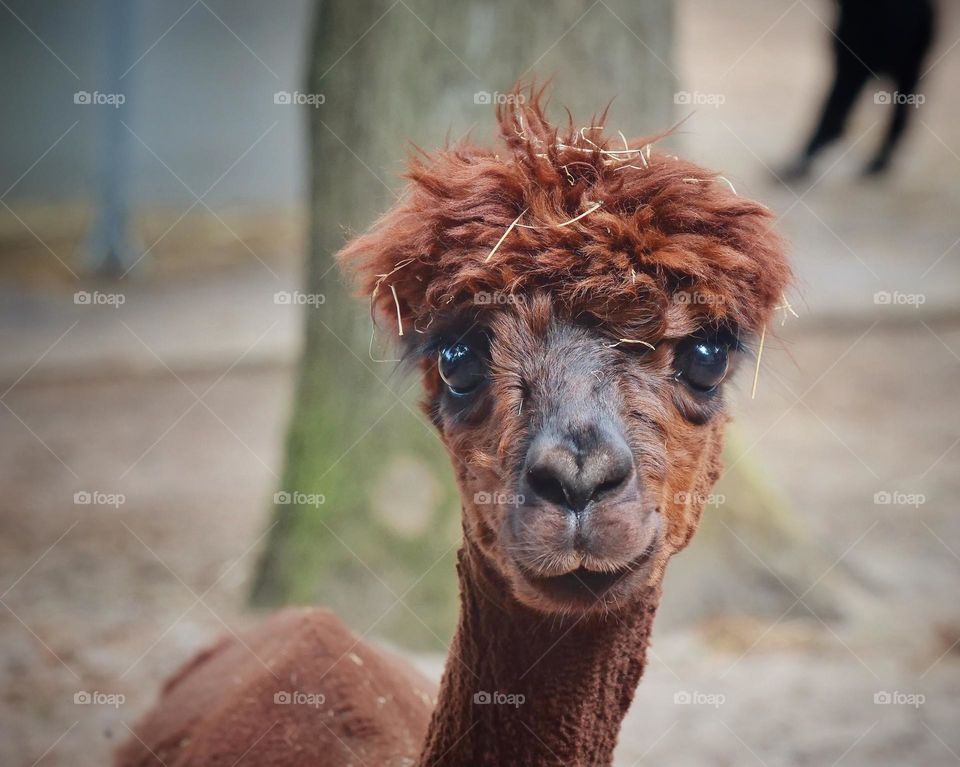 Alpaca