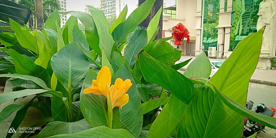 # beautiful flowers# colourful# flora# outdoor# leaf# just a click# botanical# outside my office#
