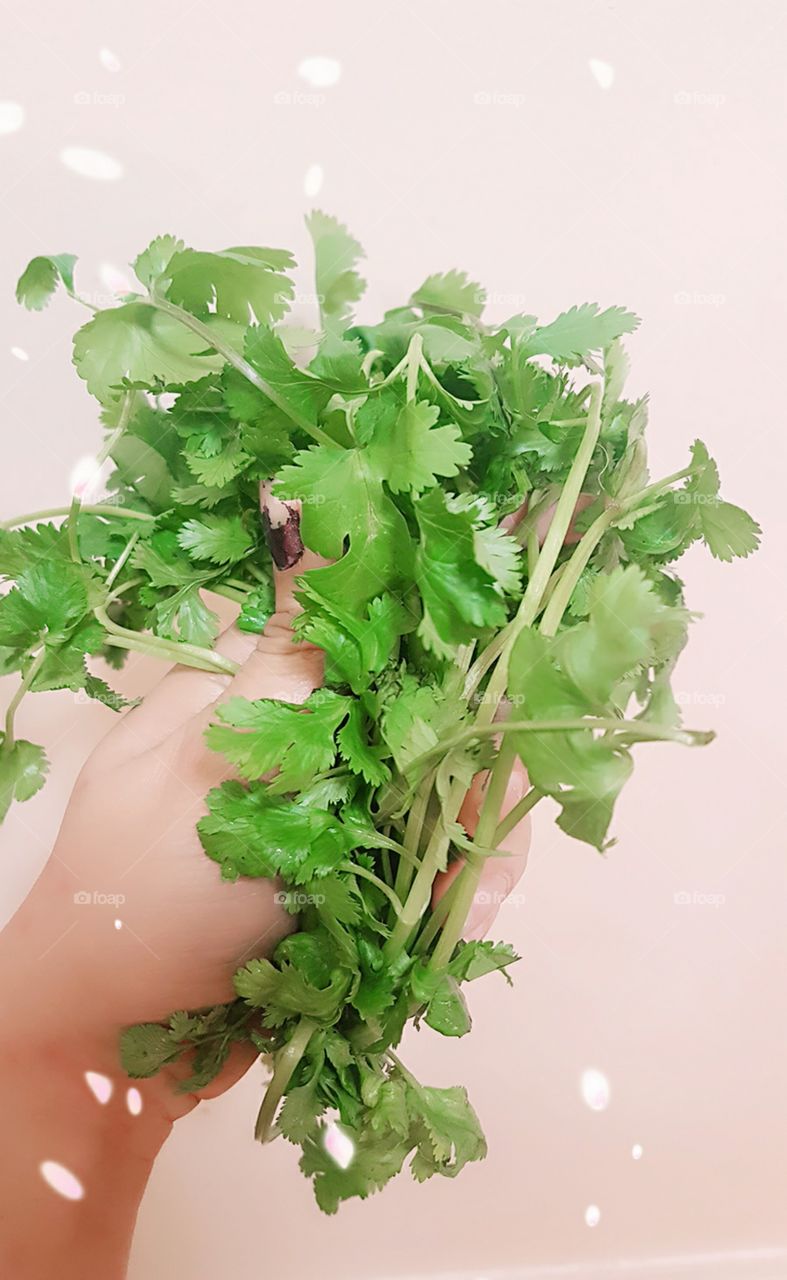 Fresh Cilantro a pretty garnish