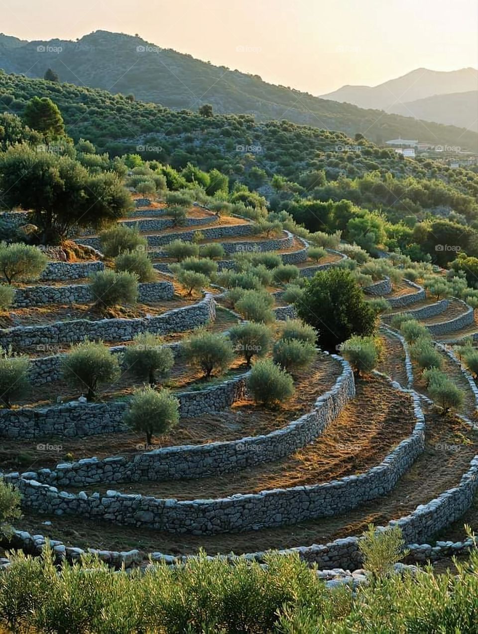 A very beautiful picture, and there is no better picture than it. There is no better picture of green herbs and colorful, red and white roses than it. Glory be to God, the natural and picturesque view, and there is no more