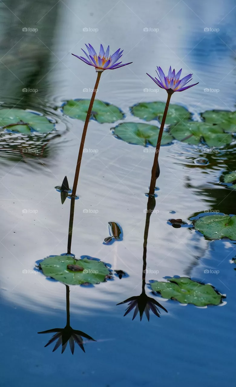 purple flower