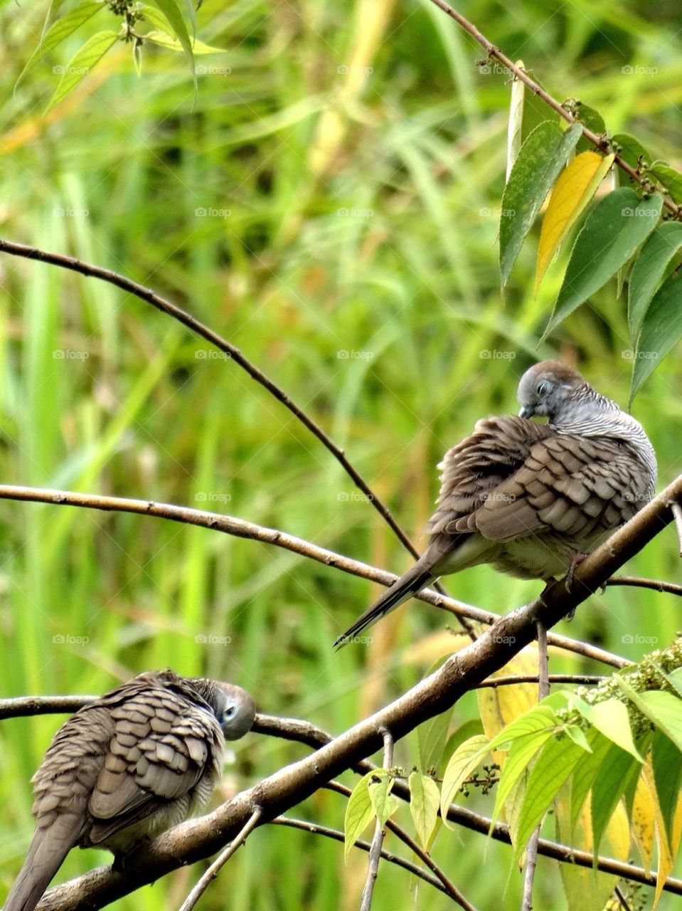 Two doves cleaning its feather