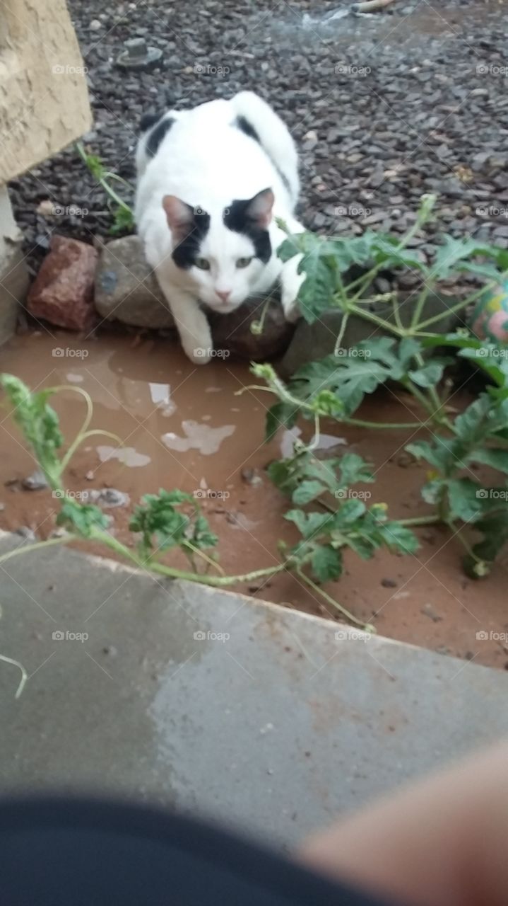 kitty cat and garden