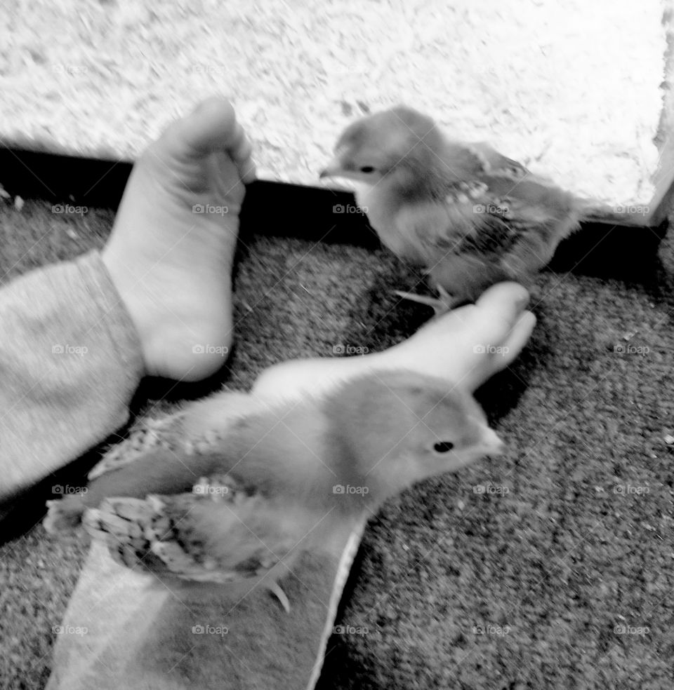 Baby Feet and Chicks