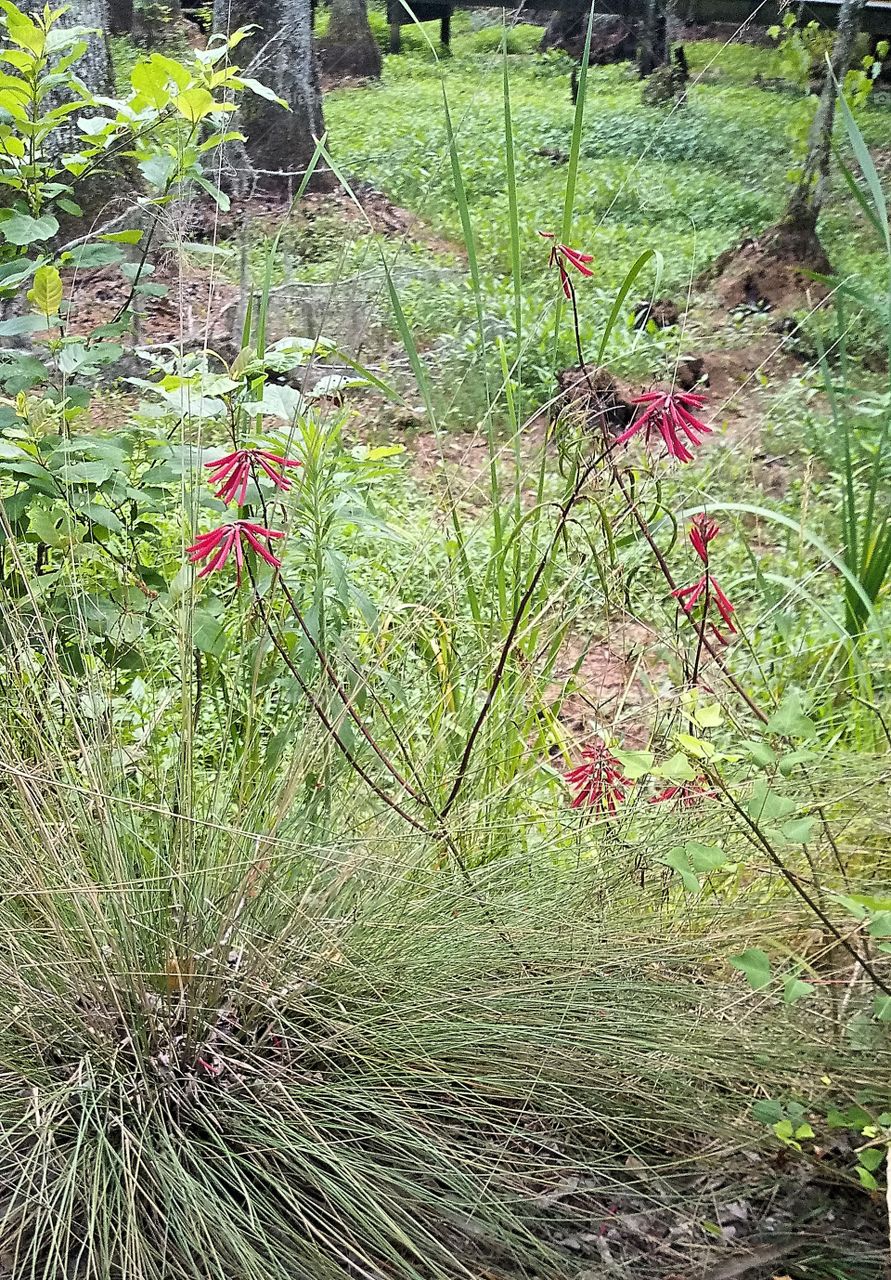 a couple patches of thin red flowers in a fore9