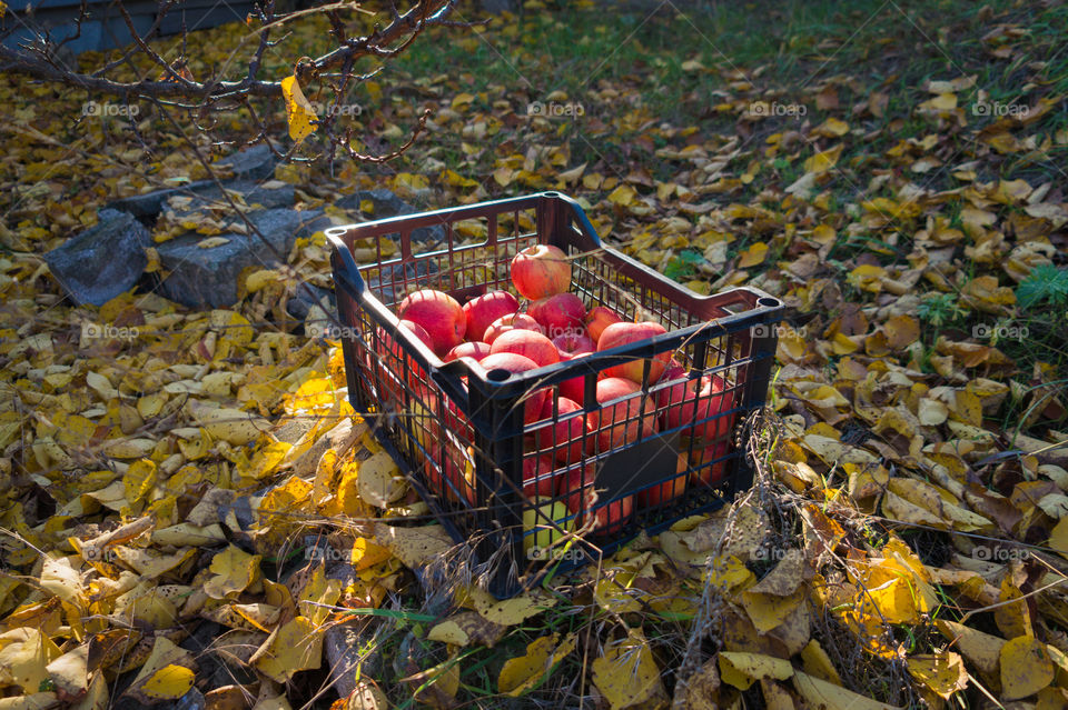 Harvest ripe juicy and tasty apples. Harvested juicy apples from fertile trees.