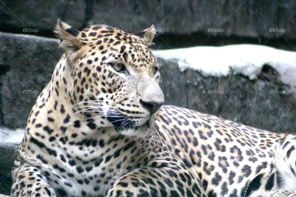 big cat leopard. leopard in the zoo