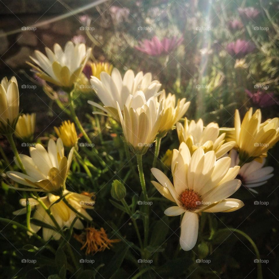 Flowers and Beam of Light