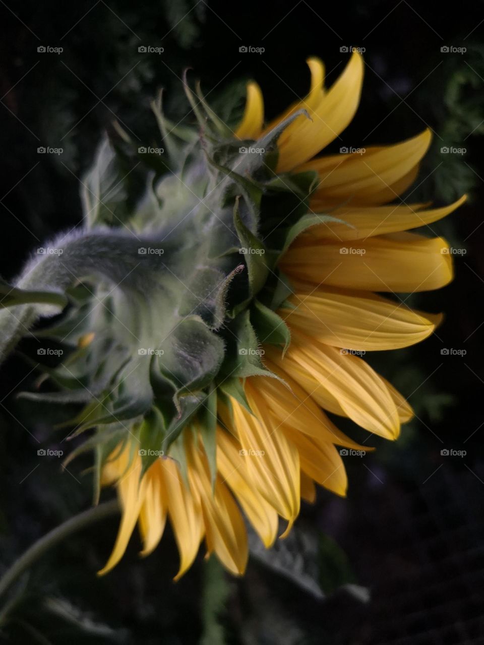 Sunflower on the black background