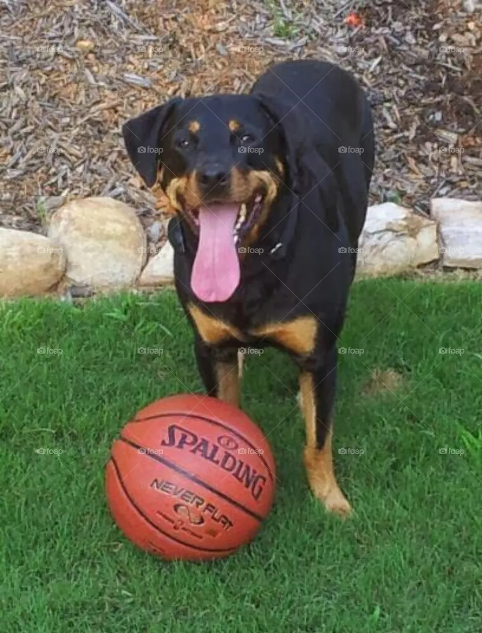 sporty dog